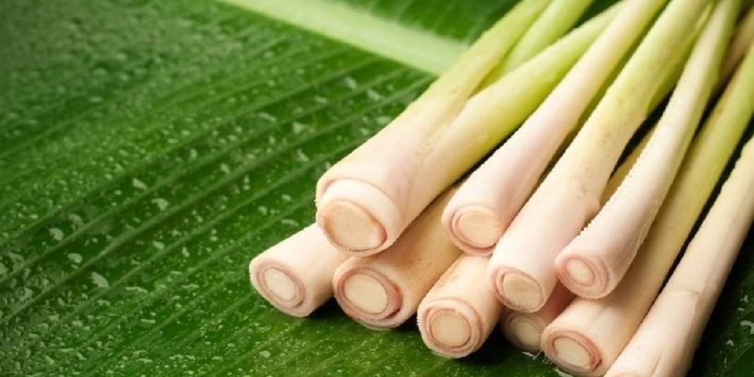 Asırlar önce İbn-i Sina öneriyordu, tüm dünyaya yayıldı! Vücudu resetliyor, kalbi iyileştiriyor: Türkiye’de kıymeti bilinmiyor 4